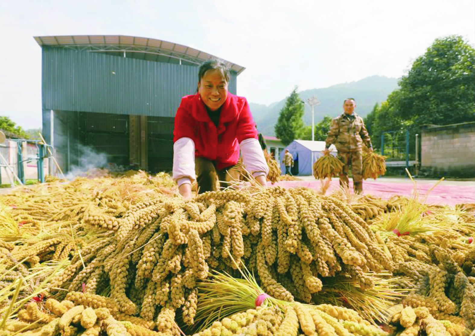 龙山小米溯源-济南市章丘区龙米农业种植专业合作社