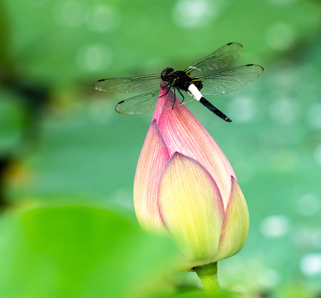 夏天荷花蜻蜓圖片素材-JPG圖片尺寸4828 × 3866px-高清圖案500865725-zh.lovepik.com