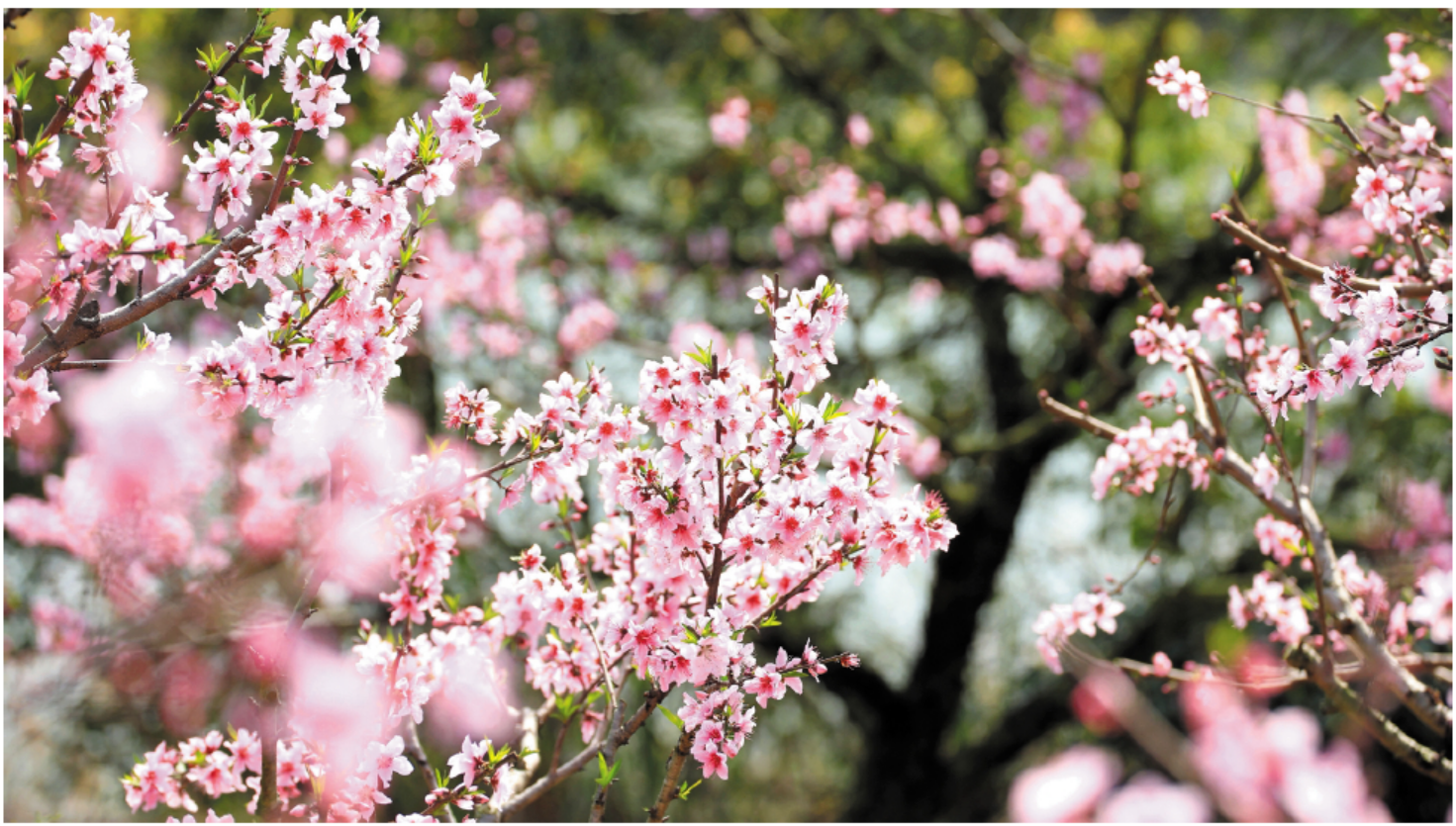 福鼎前岐桃花节图片