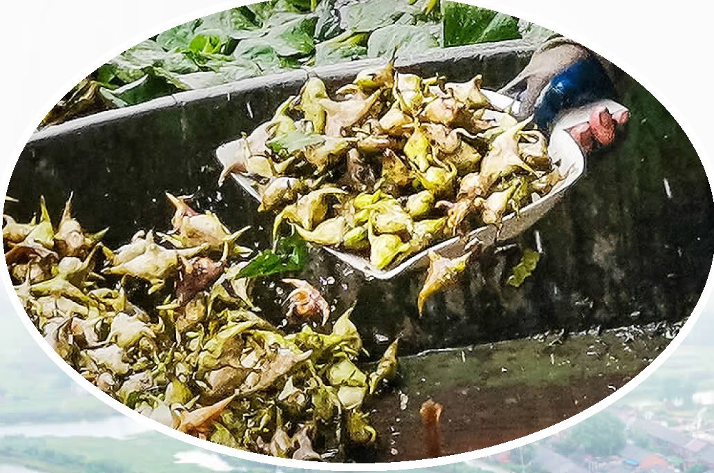 邵伯菱哟乡愁绕心头乡愁到永久