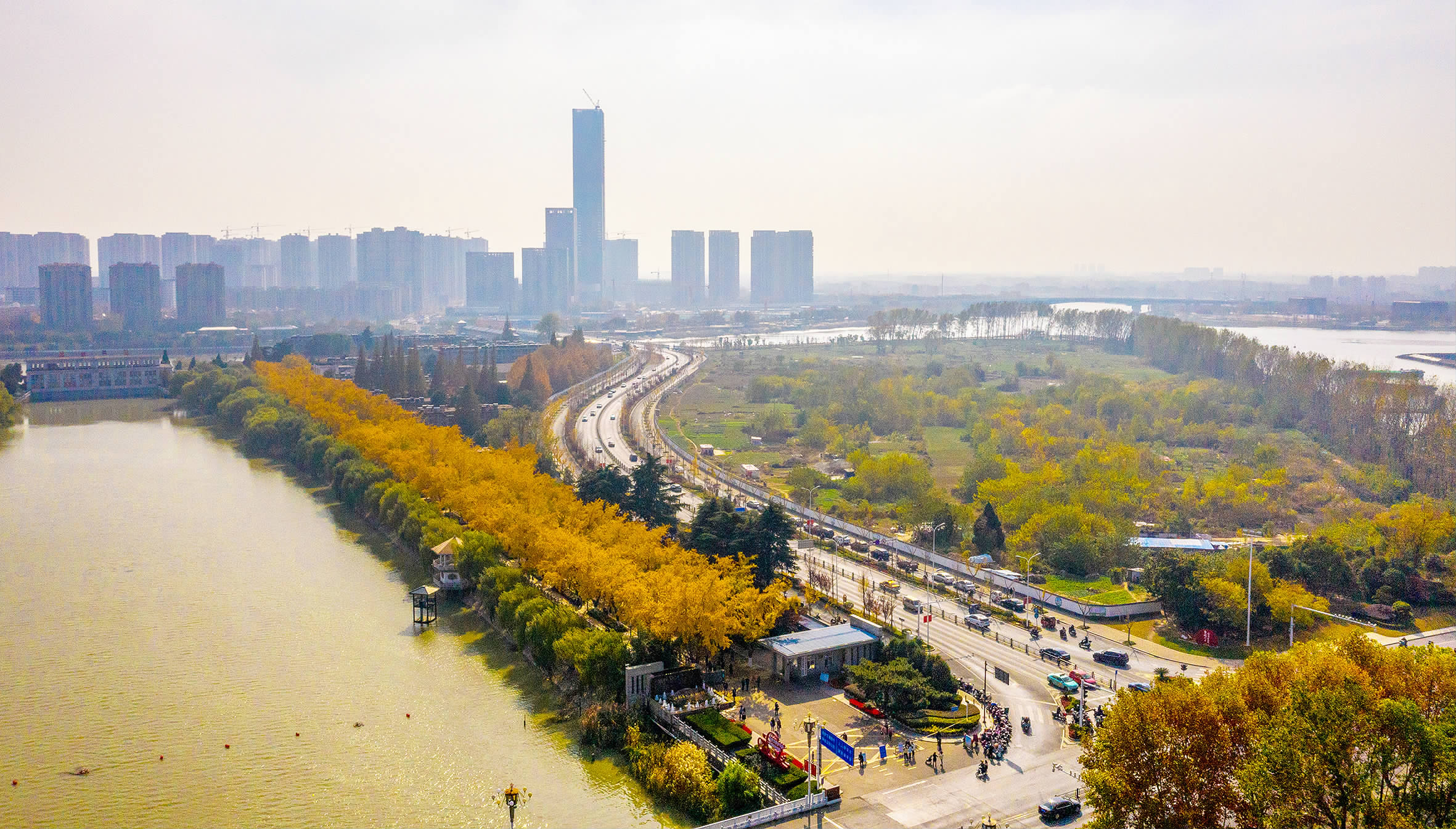 一树"黄金"一树诗,一地金黄一地歌--江都日报