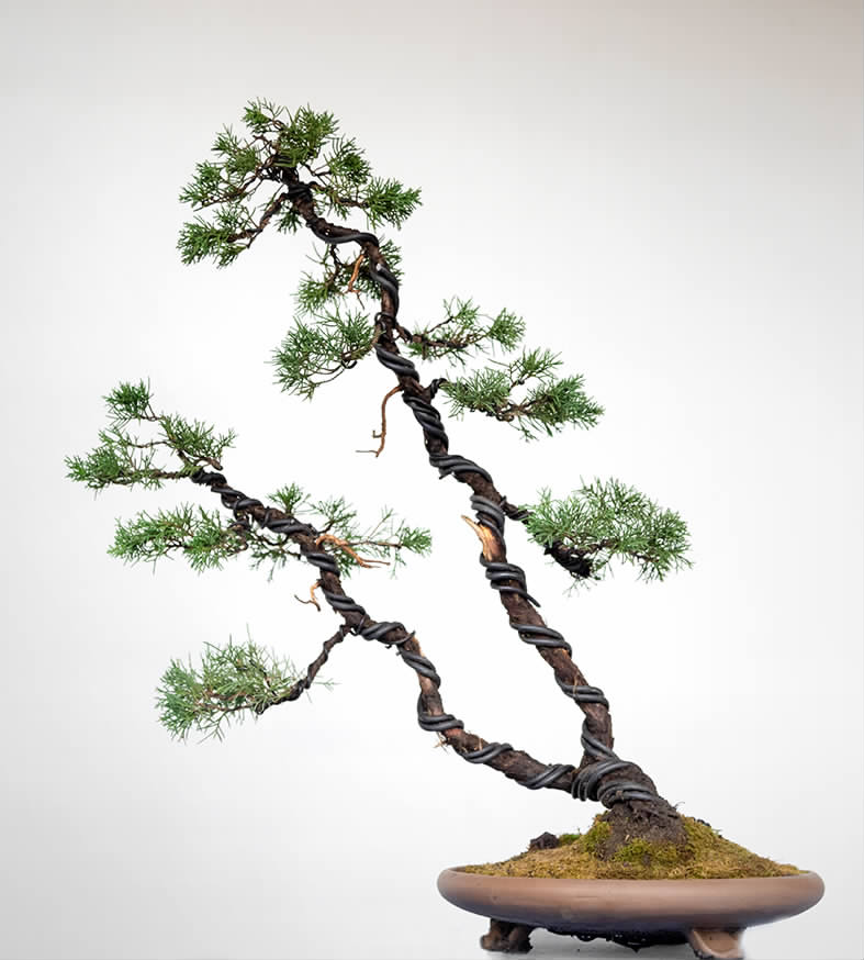 扬派盆景有传人一盆一景迎新春