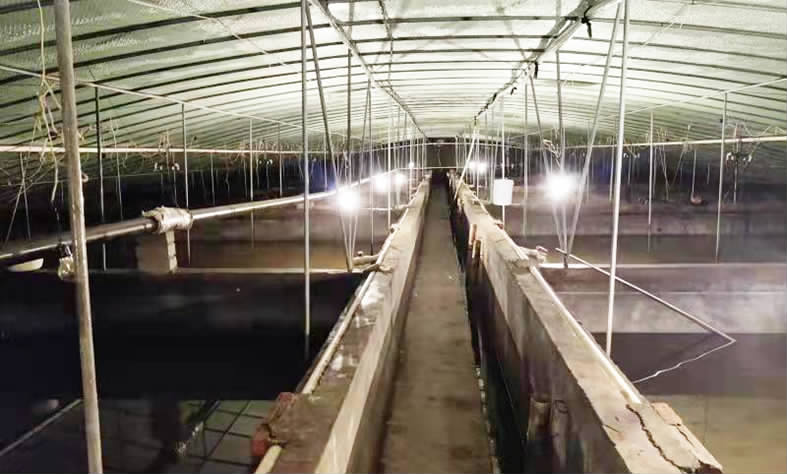 "2月21日,记者来到武坚镇新颜村甲鱼养殖场,负责人居友宝谈起今年的