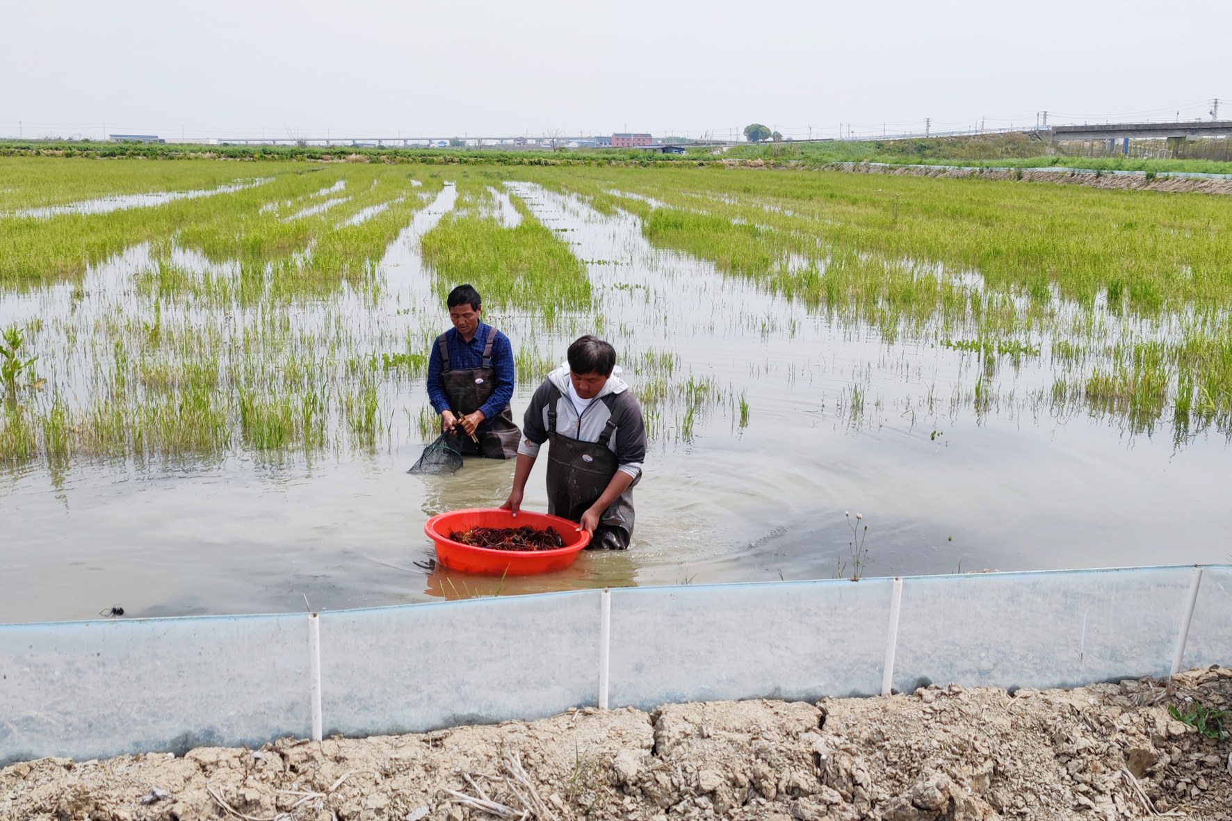 小龙虾爬上市稻虾轮作实现一田双收