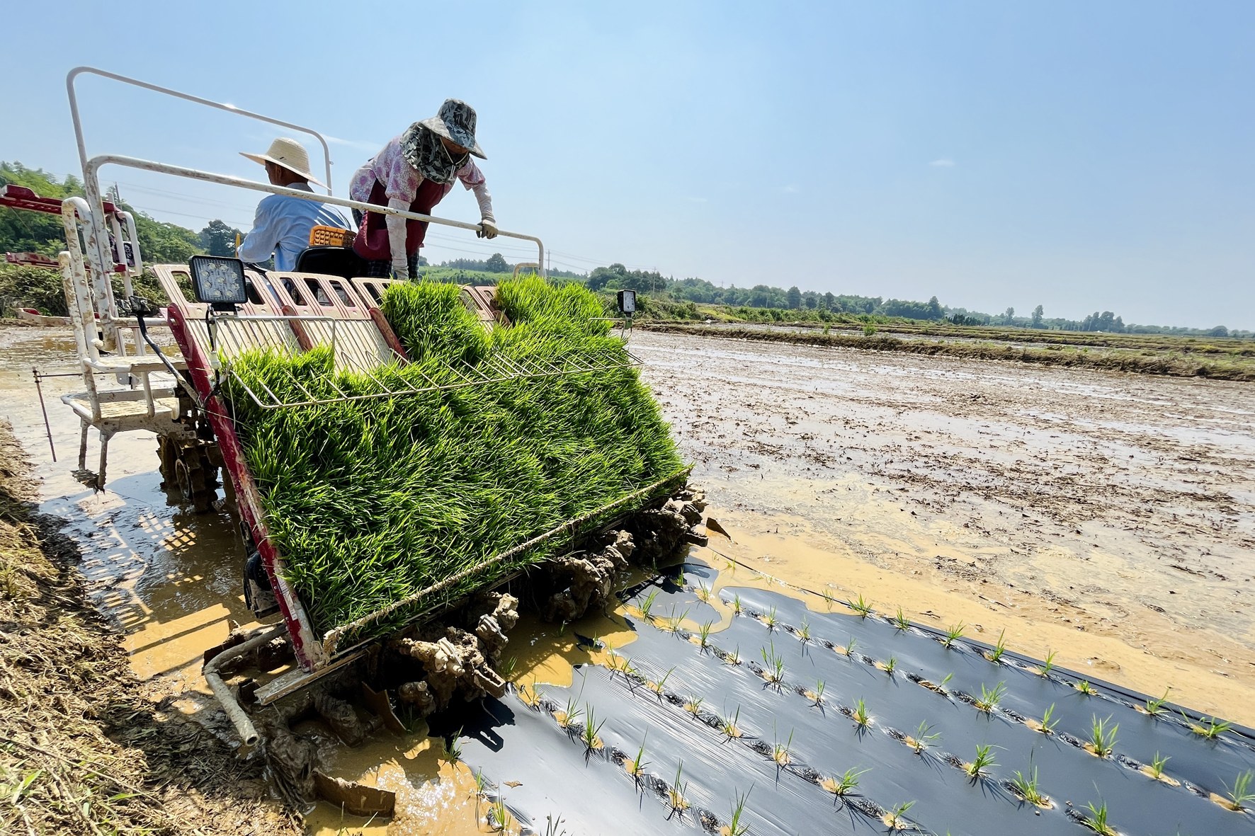 覆膜机插秧技术助力水稻增产增收