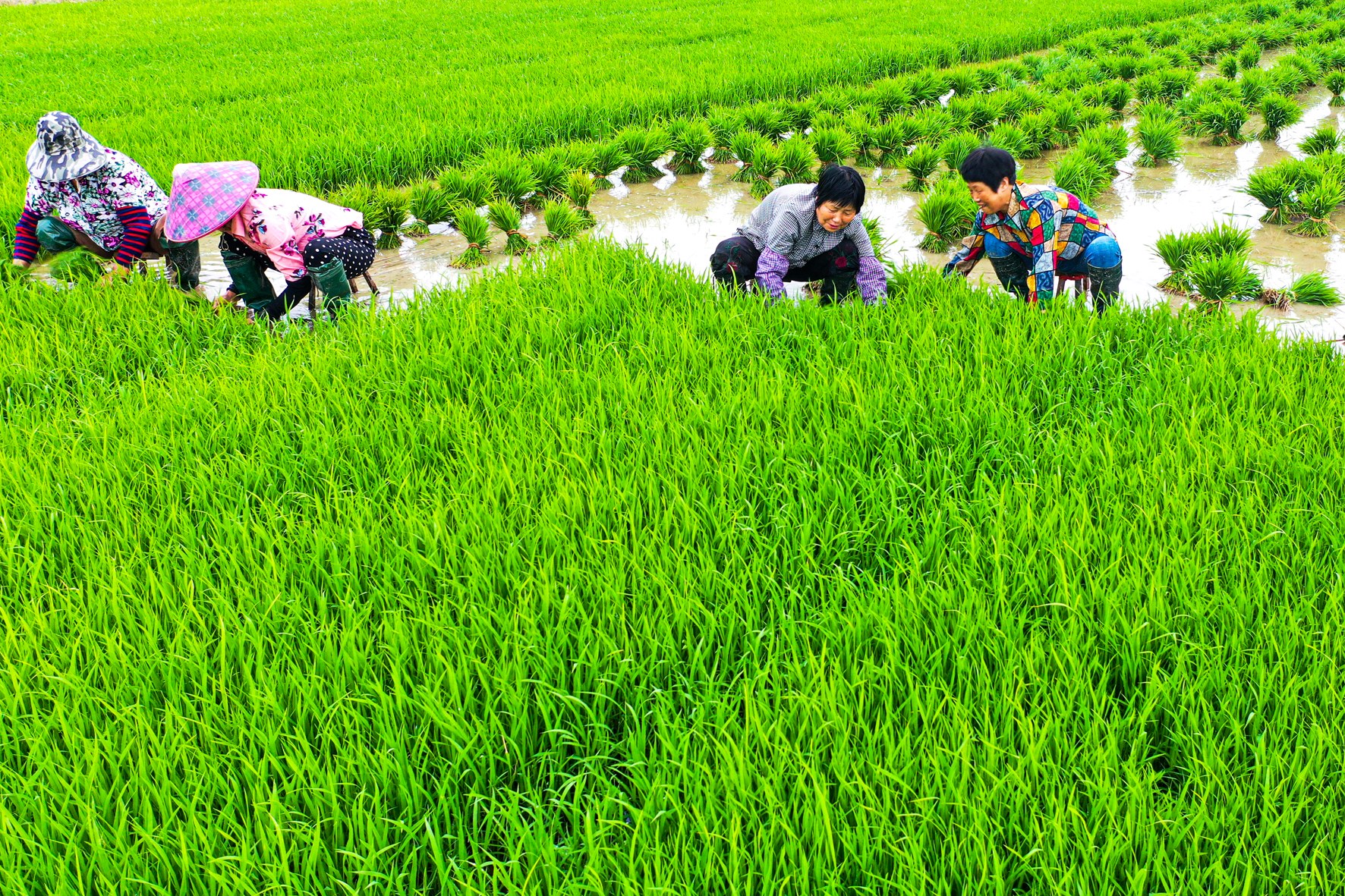 芒种节气农事忙