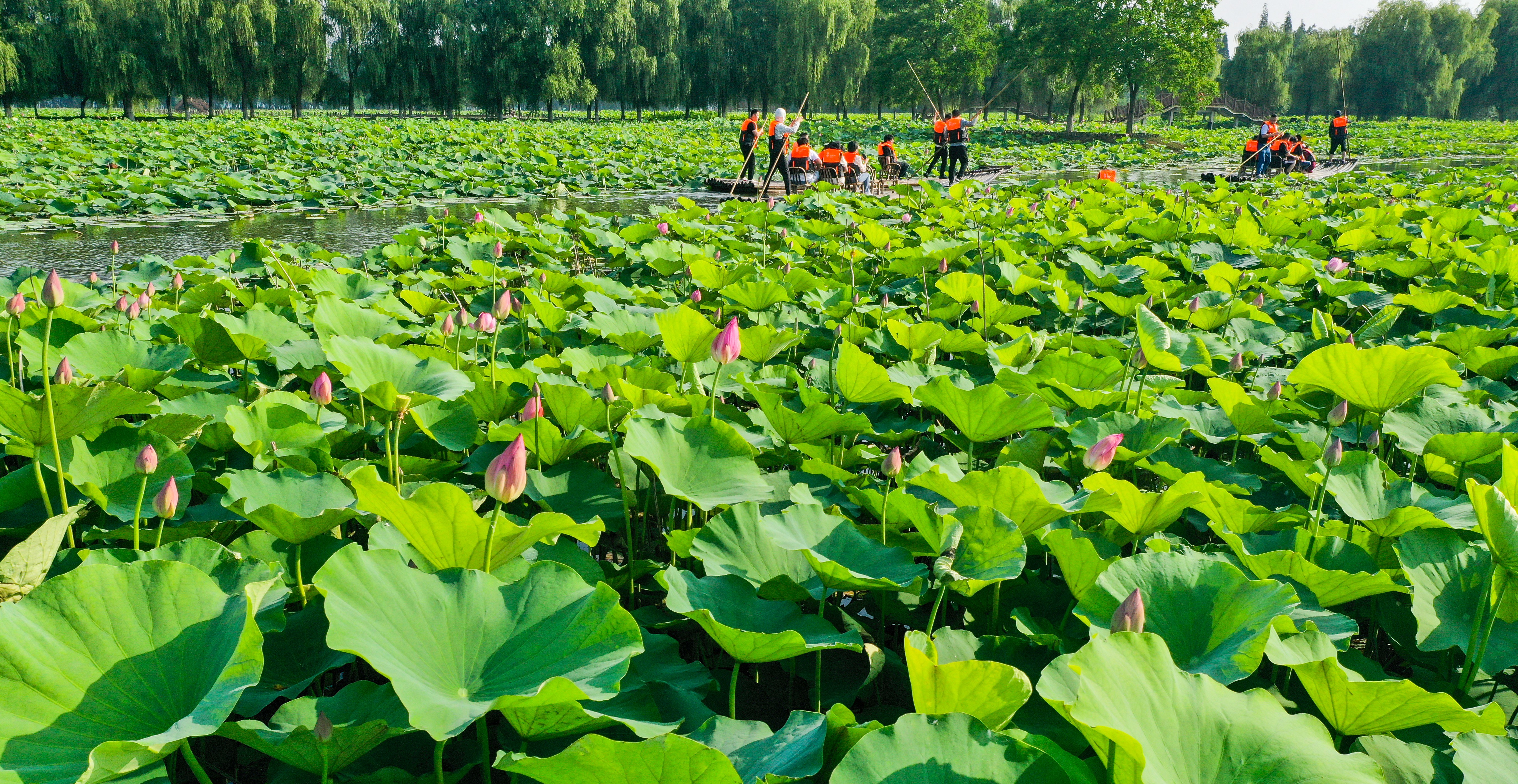 荷花节今晚开幕