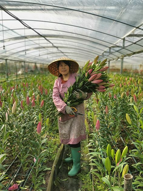 百合种植图片图片