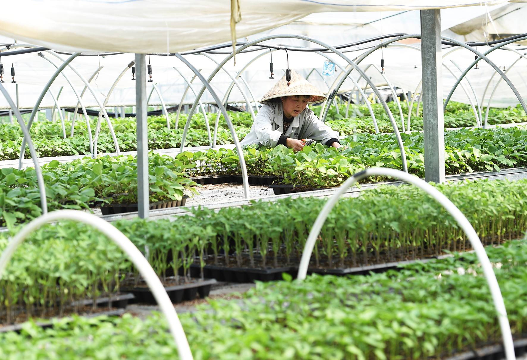 近日,在玲珑街道双源村育苗基地的大棚里,农户正在挑选一盘盘应季的