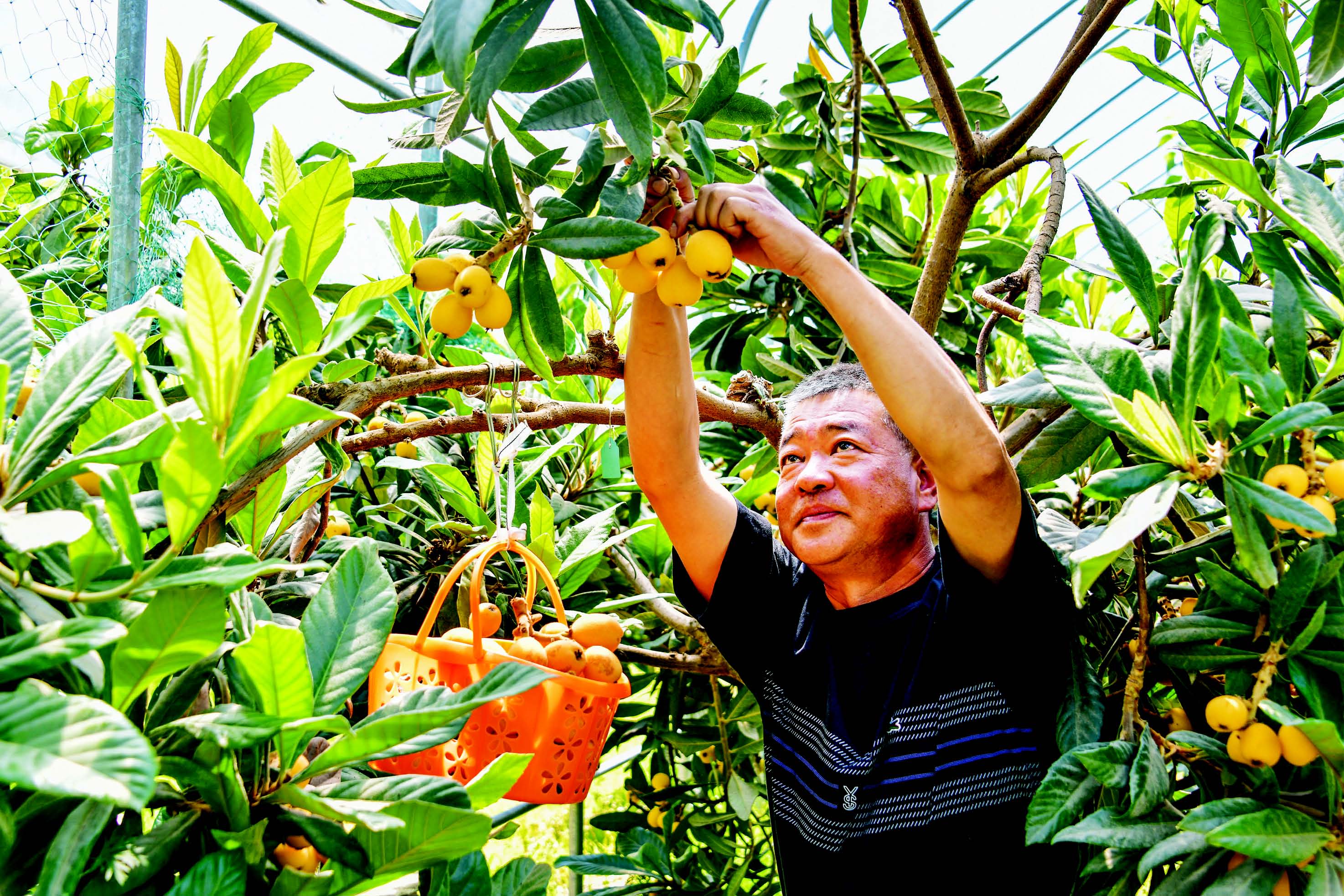 金家枇杷"甜蜜"上市 助推乡村产业兴旺
