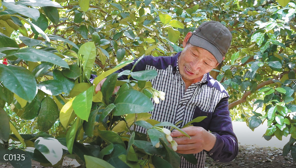 六九大樱桃点花授粉药图片