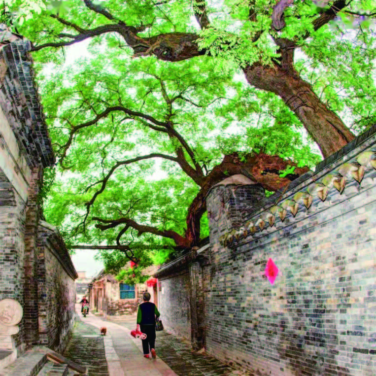 溱潼八景之绿院垂槐