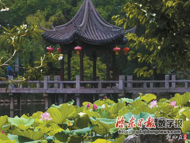 顾村公园 荷花盛开--启东日报