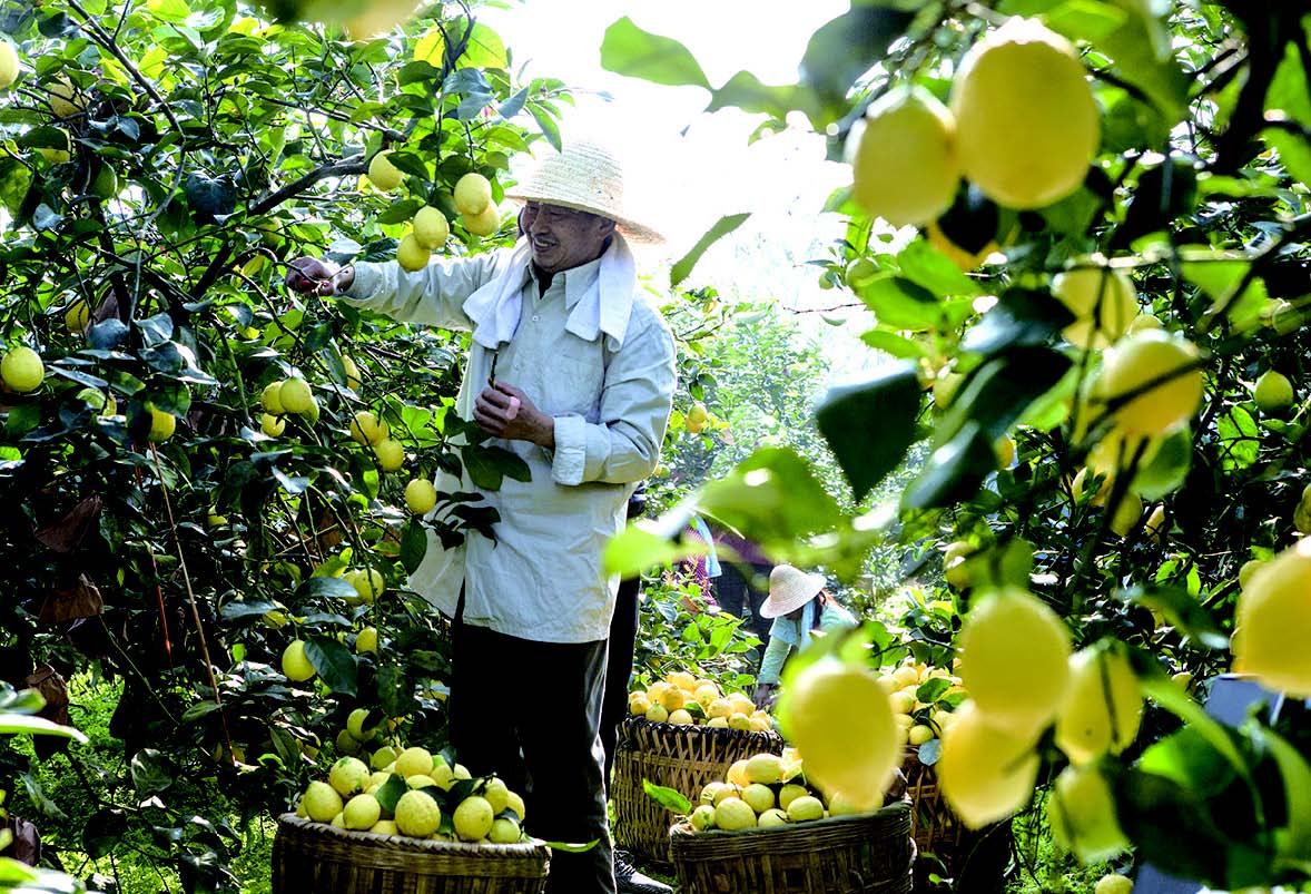 安岳:种好"三棵树 收获满园春