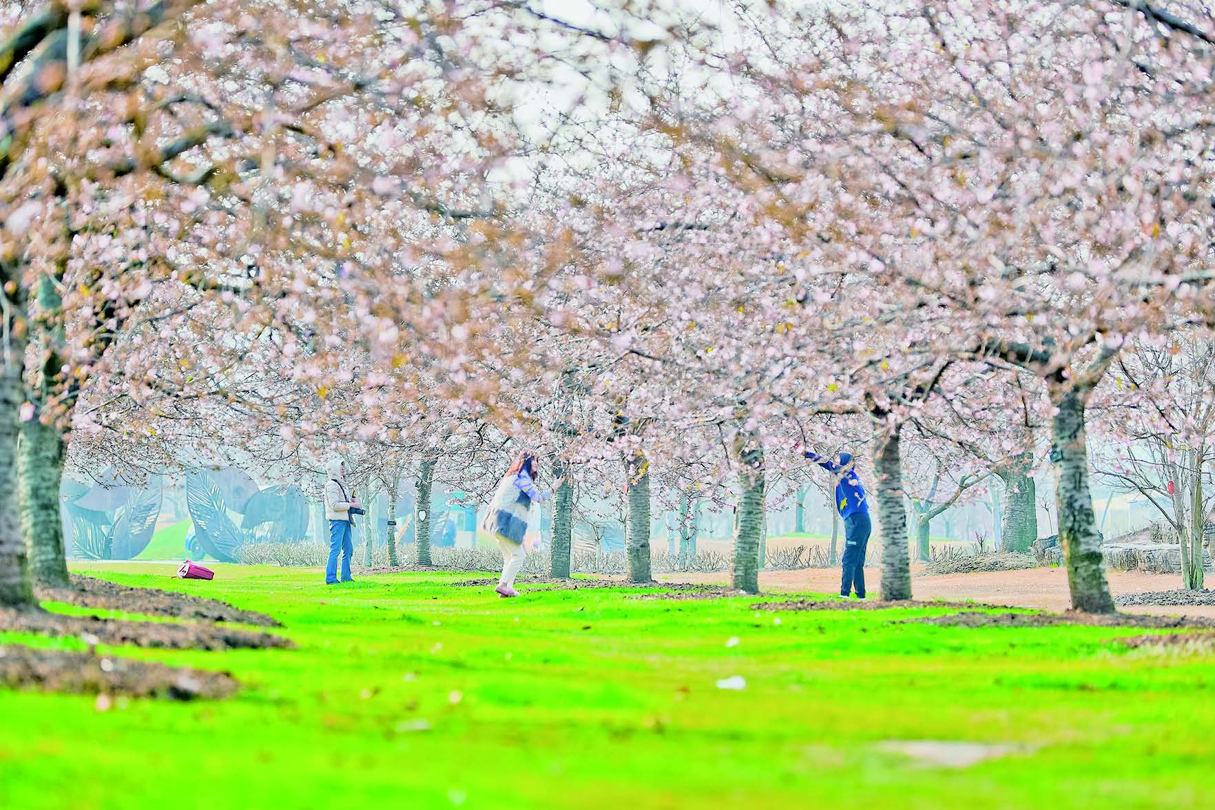 樱花粉奏响春天赏花序曲