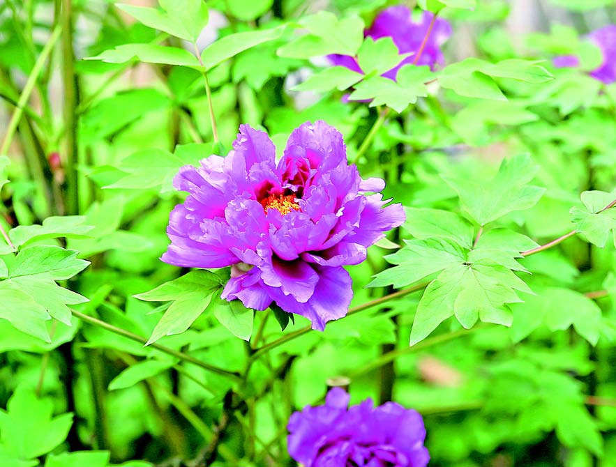 國色花王醉古園豔冠群芳展風采