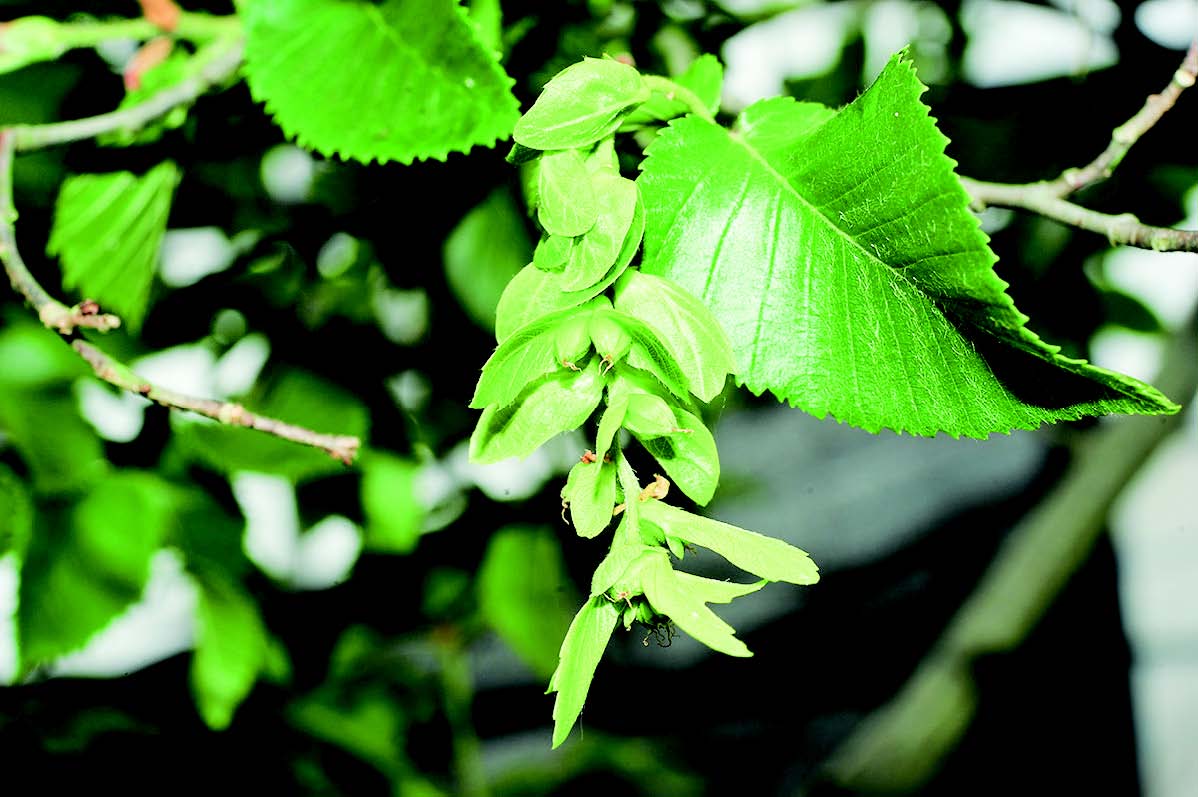 辰山植物园普陀鹅耳枥首次结果