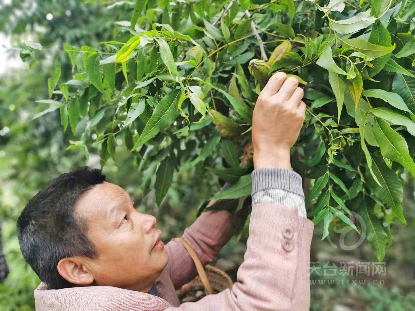 碧根果喜获丰收