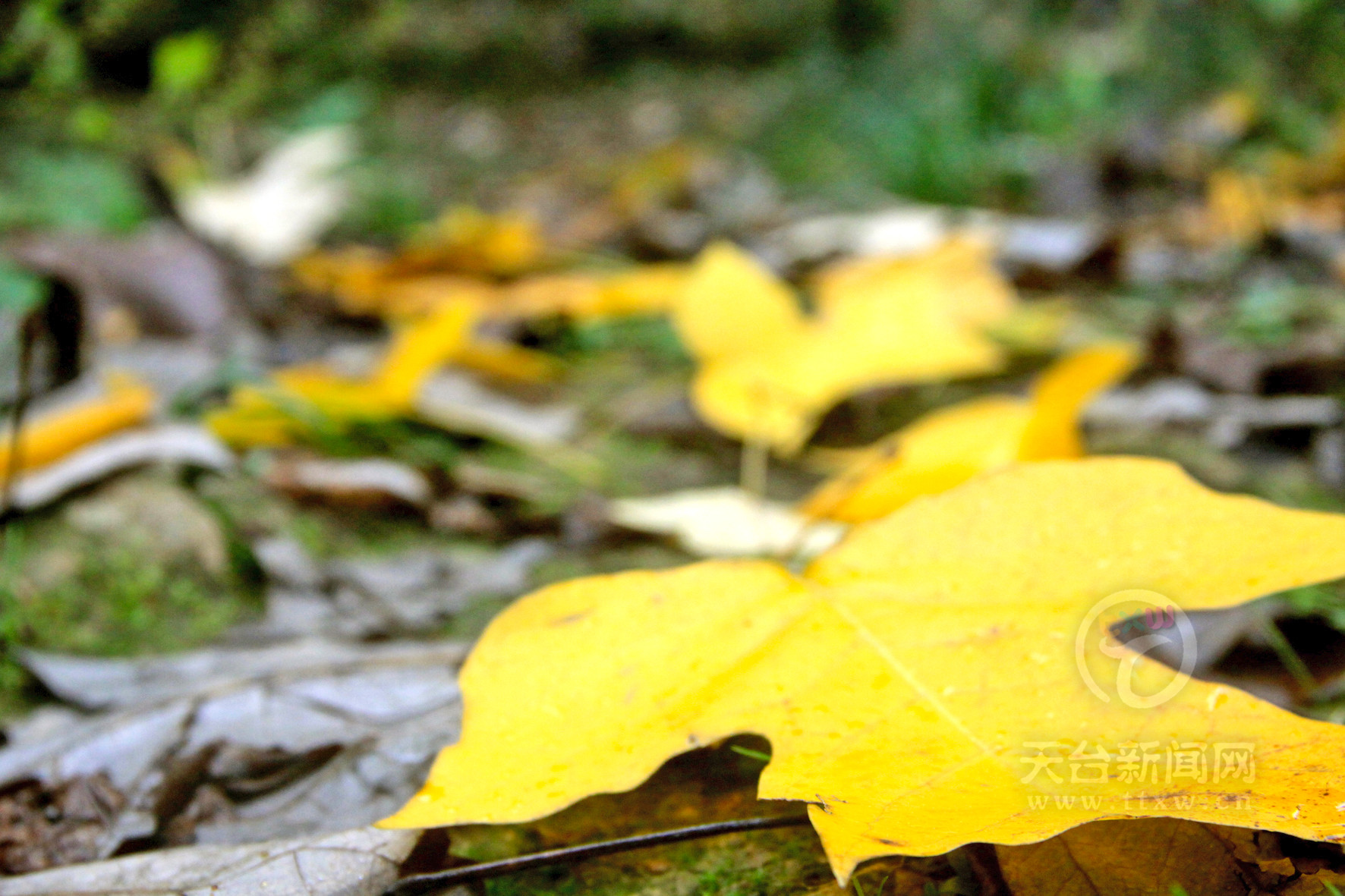 马褂木叶子黄了