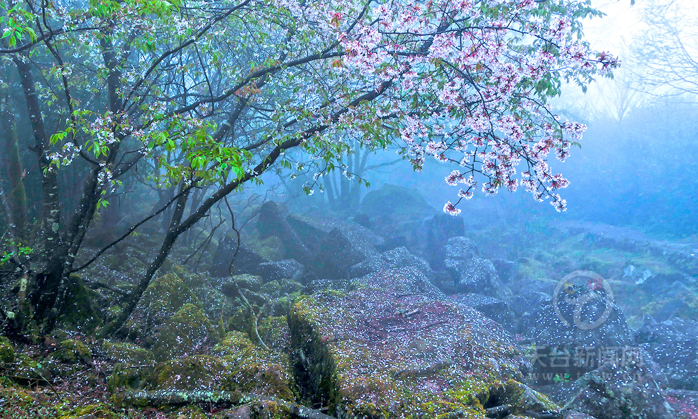 苍山顶:石浪闻樱如仙境--天台报