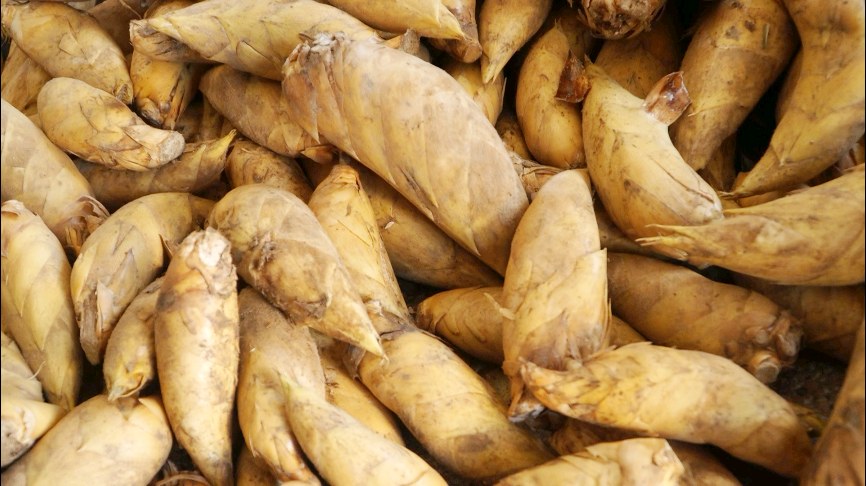 笄山冬笋新鲜上市